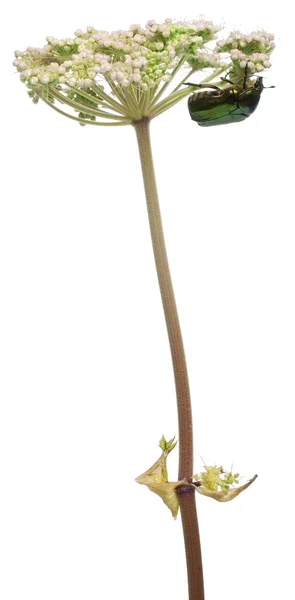 Chafer rosa, Cetonia aurata, na planta na frente do fundo branco — Fotografia de Stock