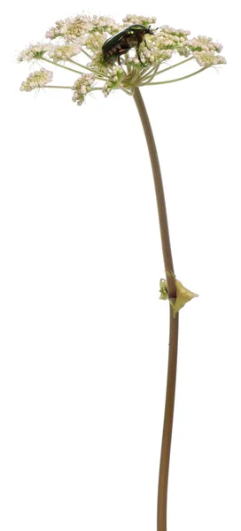 Rose chafer, cetonia aurata, στο φυτό μπροστά από το λευκό φόντο — Φωτογραφία Αρχείου