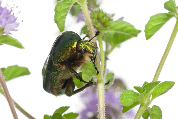 Rose chafer, Cetonia aurata, on plant in front of white fone — стоковое фото