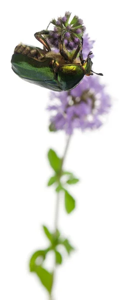 Rosa cialda, Cetonia aurata, su pianta davanti a fondo bianco — Foto Stock
