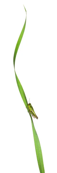Críquete em uma lâmina de grama na frente do fundo branco — Fotografia de Stock