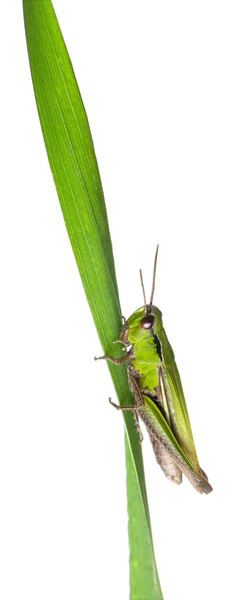 Cricket on a grass blade in front of white background — Stock Fotó