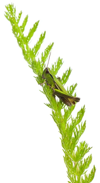 Cricket on a plant in front of white background — Stock Photo, Image