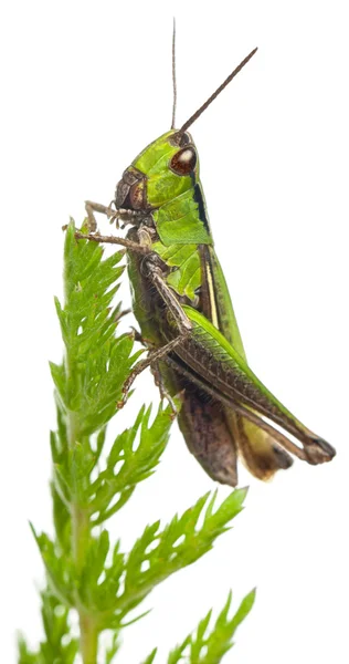 Cricket on a plant in front of white background — Stock Fotó