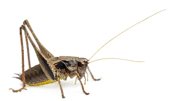 Αρσενικό ασπίδα-πίσω katydid, platycleis tessellate ή κυβόφιδο, μπροστά από το λευκό φόντο — Φωτογραφία Αρχείου