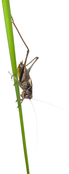 Mężczyzna tarcza z powrotem katydid, platycleis Natrix, roślin przed białym tle — Zdjęcie stockowe