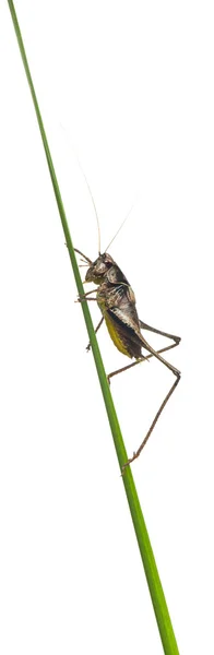 Αρσενικό ασπίδα-πίσω katydid, platycleis tessellate ή κυβόφιδο, στο φυτό μπροστά από το λευκό φόντο — Φωτογραφία Αρχείου