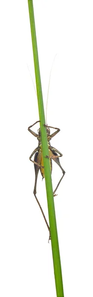 Αρσενικό ασπίδα-πίσω katydid, platycleis tessellate ή κυβόφιδο, στο φυτό μπροστά από το λευκό φόντο — Φωτογραφία Αρχείου