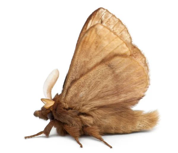 Male Drinker, Euthrix potatoria, a moth in front of white background — Stock Fotó