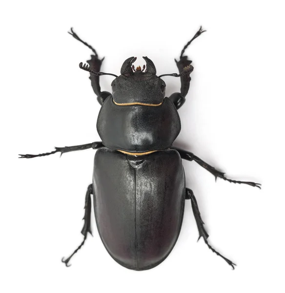 Female Lucanus cervus, the best-known species of stag beetle, in front of white background — Stock Fotó