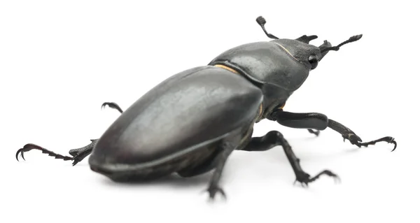 Female Lucanus cervus, the best-known species of stag beetle, in front of white background — Stock Photo, Image