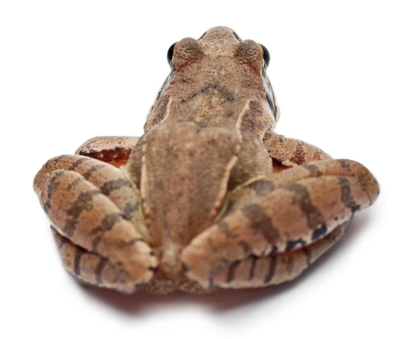 Moor Frog, Rana arvalis, in front of white background — Stock Photo, Image