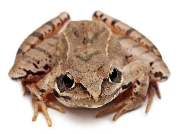 Moor Frog, Rana arvalis, in front of white background — 스톡 사진
