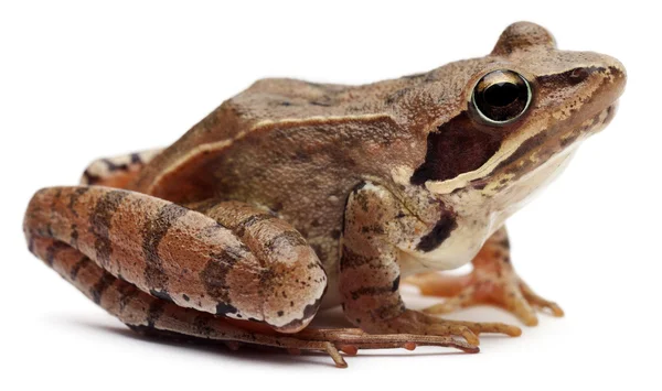 Moor Frog, Rana arvalis, em frente ao fundo branco — Fotografia de Stock