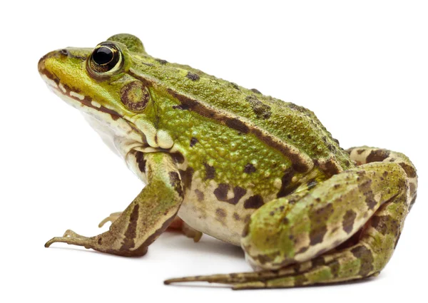 Wspólne europejskie żaba lub żaba, rana esculenta, przed białym tle — Zdjęcie stockowe