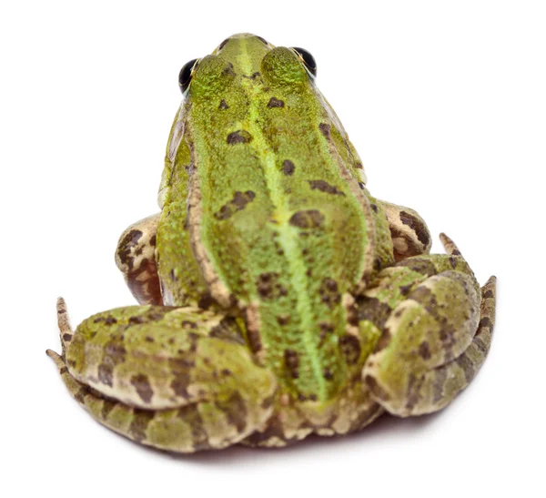 일반적인 유럽 개구리 또는 식용 개구리, Rana esculenta, 흰색 배경 앞 — 스톡 사진