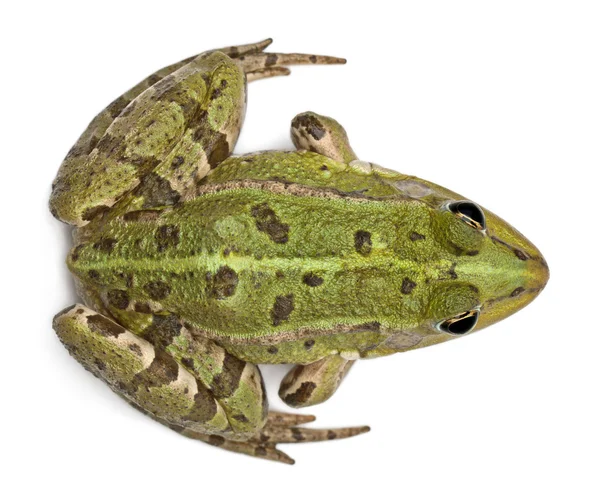 High angle view of Common European frog or Edible Frog, Rana esculenta, in front of white background — 스톡 사진