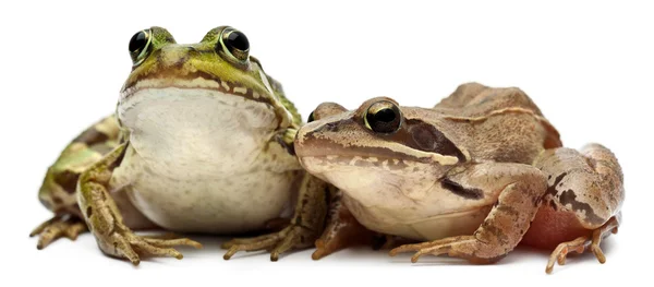 Обыкновенная европейская лягушка или съедобная лягушка, Rana esculenta и Moor Frog, Rana arvalis, на белом фоне — стоковое фото