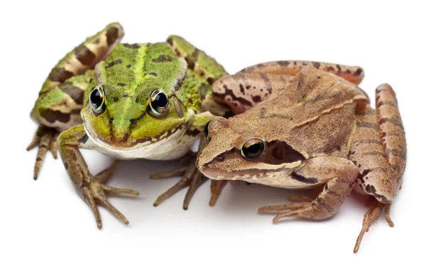 Κοινή ευρωπαϊκή βάτραχος ή βάτραχος βρώσιμα, rana esculenta, και ένα βάτραχο moor, rana arvalis, μπροστά από το λευκό φόντο — Φωτογραφία Αρχείου
