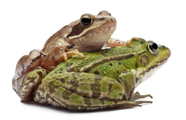 欧洲只普通的青蛙或食用蛙、 林蛙菌和摩尔人 — 图库照片