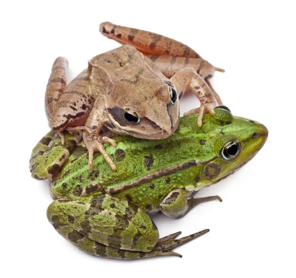 Grenouille d'Europe commune ou grenouille comestible, Rana esculenta, et une grenouille Maure, Rana arvalis, devant fond blanc — Photo