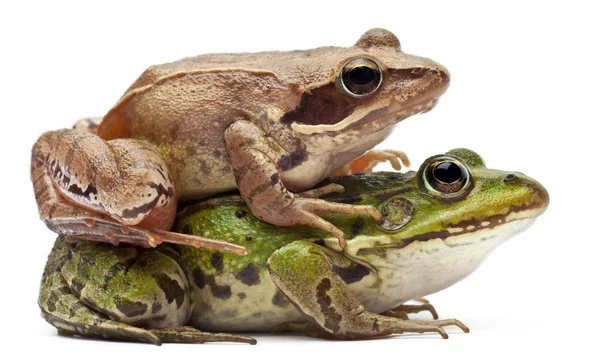 Společné evropské žáby nebo skokan zelený, rana esculenta a blata žábu, rana hraboše, před bílým pozadím — Stock fotografie