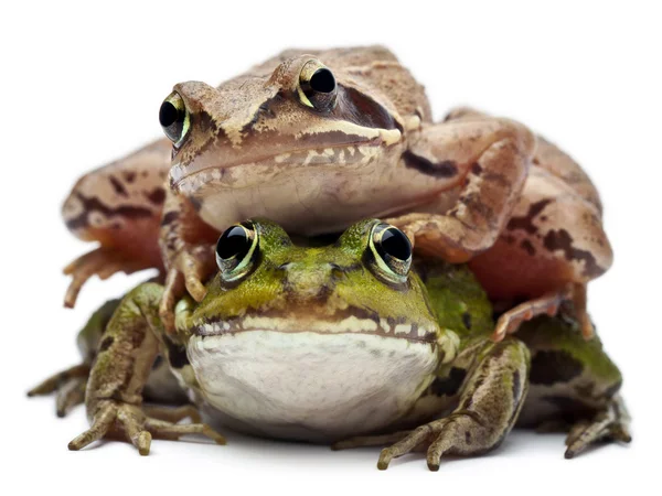 Обыкновенная европейская лягушка или съедобная лягушка, Rana esculenta и Moor Frog, Rana arvalis, на белом фоне — стоковое фото