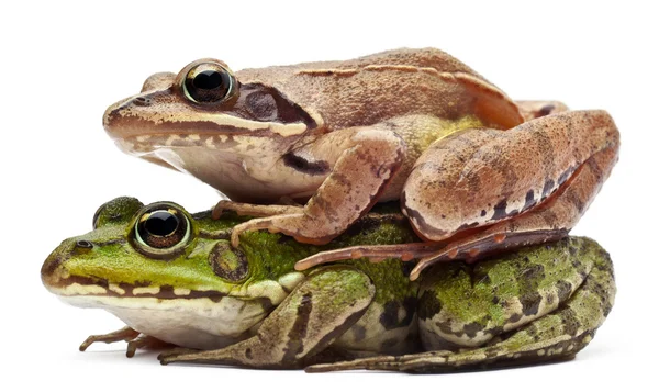 Společné evropské žáby nebo skokan zelený, rana esculenta a blata žábu, rana hraboše, před bílým pozadím — Stock fotografie