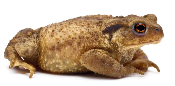 Common toad or European toad, Bufo bufo, in front of white background — Stock Photo, Image