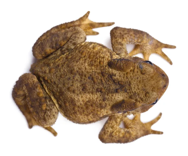 Υψηλή γωνία θέα κοινή βάτραχος ή ευρωπαϊκό βάτραχος, bufo bufo, μπροστά από το λευκό φόντο — Φωτογραφία Αρχείου
