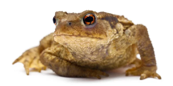 Gewone pad of Europese toad, bufo bufo, voor witte achtergrond — Stockfoto