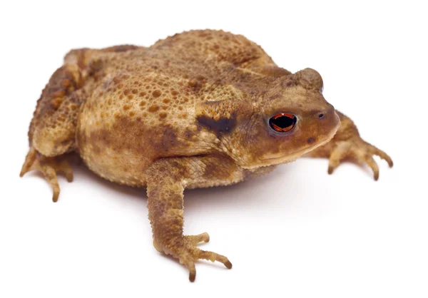 Gewone pad of Europese toad, bufo bufo, voor witte achtergrond — Stockfoto