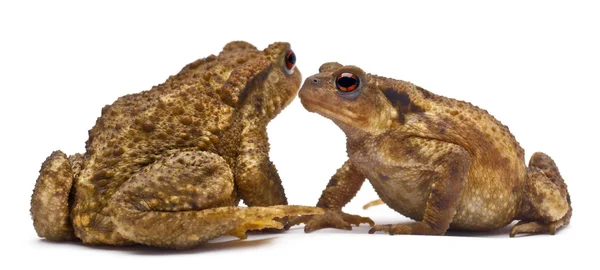 Two common toads or European toads, Bufo bufo, facing each other in front of white background — 스톡 사진
