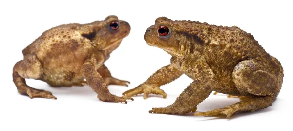 Two common toads or European toads, Bufo bufo, facing each other in front of white background — стокове фото