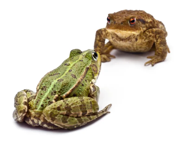 Common European frog or Edible Frog, Rana kl. Esculenta, facing a common toad or European toad, Bufo bufo, in front of white background — 스톡 사진