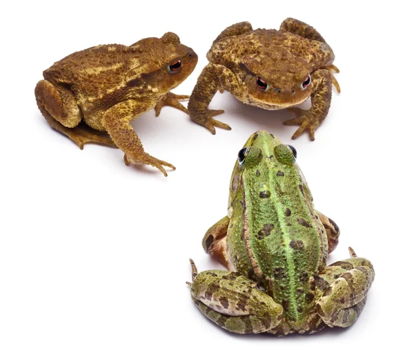Common European frog or Edible Frog, Rana kl. Esculenta, facing common toads or European toads, Bufo bufo, in front of white background — Stock Photo, Image