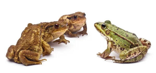 Common European frog or Edible Frog, Rana kl. Esculenta, facing common toads or European toads, Bufo bufo, in front of white background — Stock Photo, Image