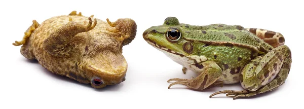 Společné evropské žáby nebo skokan rana kl. esculenta, ropucha obecná nebo evropských ropucha, bufo bufo, ležící na zádech před bílým pozadím — Stock fotografie