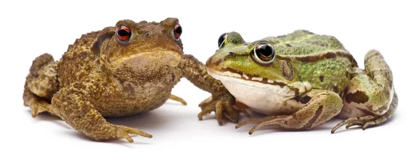 Common European frog or Edible Frog, Rana kl. Esculenta, next to common toad or European toad, Bufo bufo, in front of white background — Stock Fotó