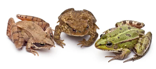 Wspólne europejskie żaba lub żaba, rana kl. esculenta, obok wspólnego ropuchy lub ropucha. Bufo bufo, a żaba moczarowa rana arvalis, przed białym tle — Zdjęcie stockowe