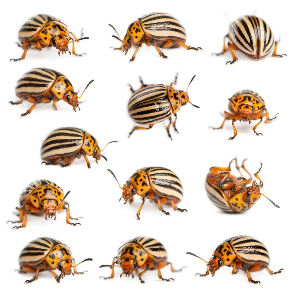 Composición de los escarabajos de la patata de Colorado, también conocido como el escarabajo de Colorado, el lanzador de diez rayas, el escarabajo de la patata forrado de diez o el insecto de la patata, Leptinotarsa decemlineata, delante de fondo blanco — Foto de Stock