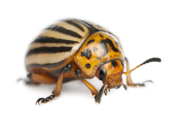 Escarabajo de la patata de Colorado, también conocido como el escarabajo de Colorado, el lanzador de diez rayas, el escarabajo de la patata de diez líneas o el insecto de la patata, Leptinotarsa decemlineata, frente al fondo blanco — Foto de Stock