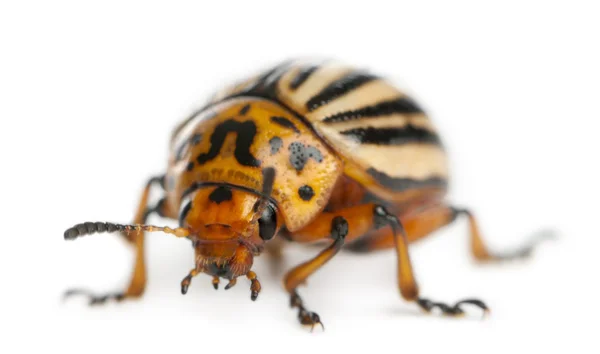 Escarabajo de la patata de Colorado, también conocido como el escarabajo de Colorado, el lanzador de diez rayas, el escarabajo de la patata de diez líneas o el insecto de la patata, Leptinotarsa decemlineata, frente al fondo blanco —  Fotos de Stock