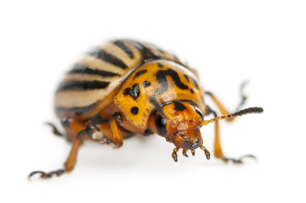 Colorado potato beetle, also known as the Colorado beetle, the ten-striped spearman, the ten-lined potato beetle or the potato bug, Leptinotarsa decemlineata, in front of white background — Stock Photo, Image