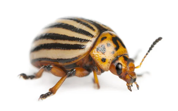 Colorado potato beetle, also known as the Colorado beetle, the ten-striped spearman, the ten-lined potato beetle or the potato bug, Leptinotarsa decemlineata, in front of white background — Stock Photo, Image