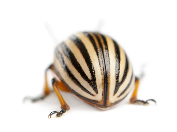 Colorado potato beetle, also known as the Colorado beetle, the ten-striped spearman, the ten-lined potato beetle or the potato bug, Leptinotarsa decemlineata, in front of white background — стокове фото