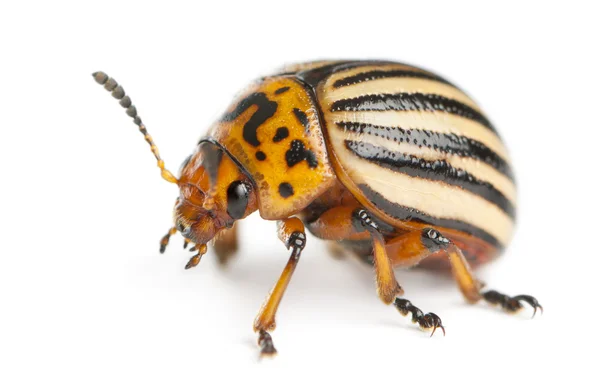 科罗拉多马铃薯甲虫，也称为科罗拉多甲虫、 十个条纹的斯皮尔曼、 十排马铃薯甲虫或马铃薯 bug，马铃薯甲虫，在白色背景前 — 图库照片