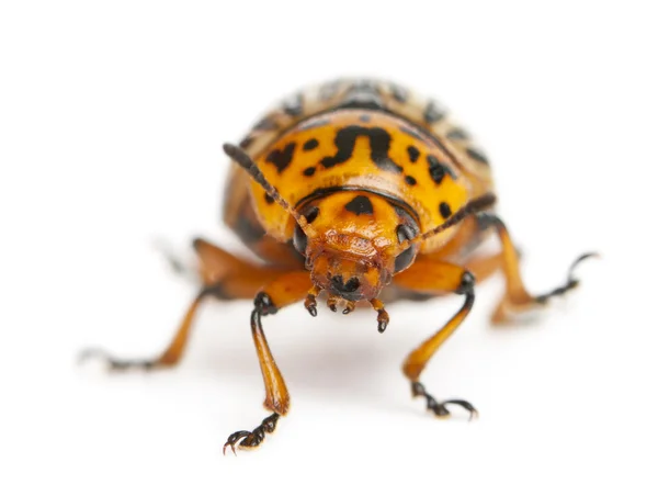 Mandelinka bramborová, také známý jako colorado beetle, Spearmane deset pruhované, deseti lemované bramborový brouk nebo brambor bug, leptinotarsa decemlineata před bílým pozadím — Stock fotografie