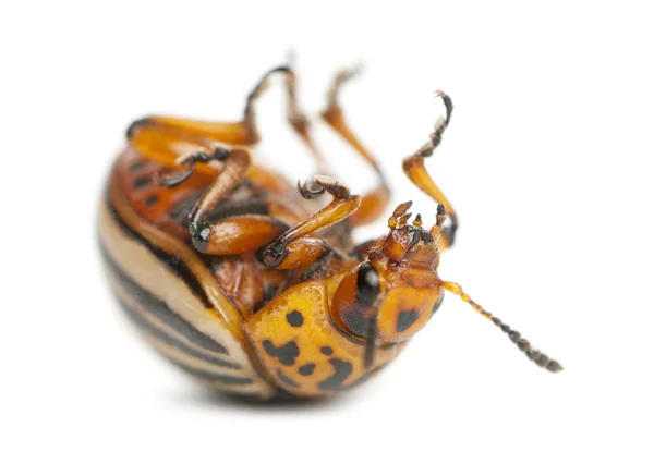 Escarabajo de la patata de Colorado, también conocido como el escarabajo de Colorado, el lanzador de diez rayas, el escarabajo de la patata de diez líneas o el insecto de la patata, Leptinotarsa decemlineata, frente al fondo blanco —  Fotos de Stock