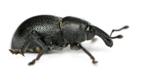 Beetle, konuşlanın dirus, larva beyaz arka plan önünde — Stok fotoğraf